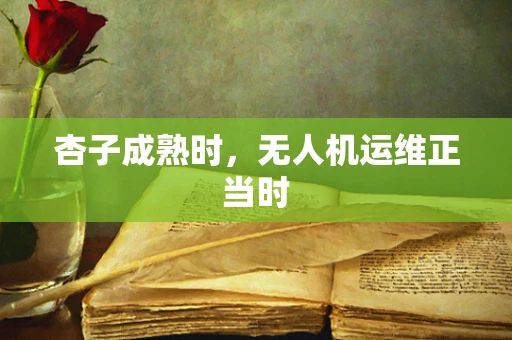 杏子成熟时，无人机运维正当时